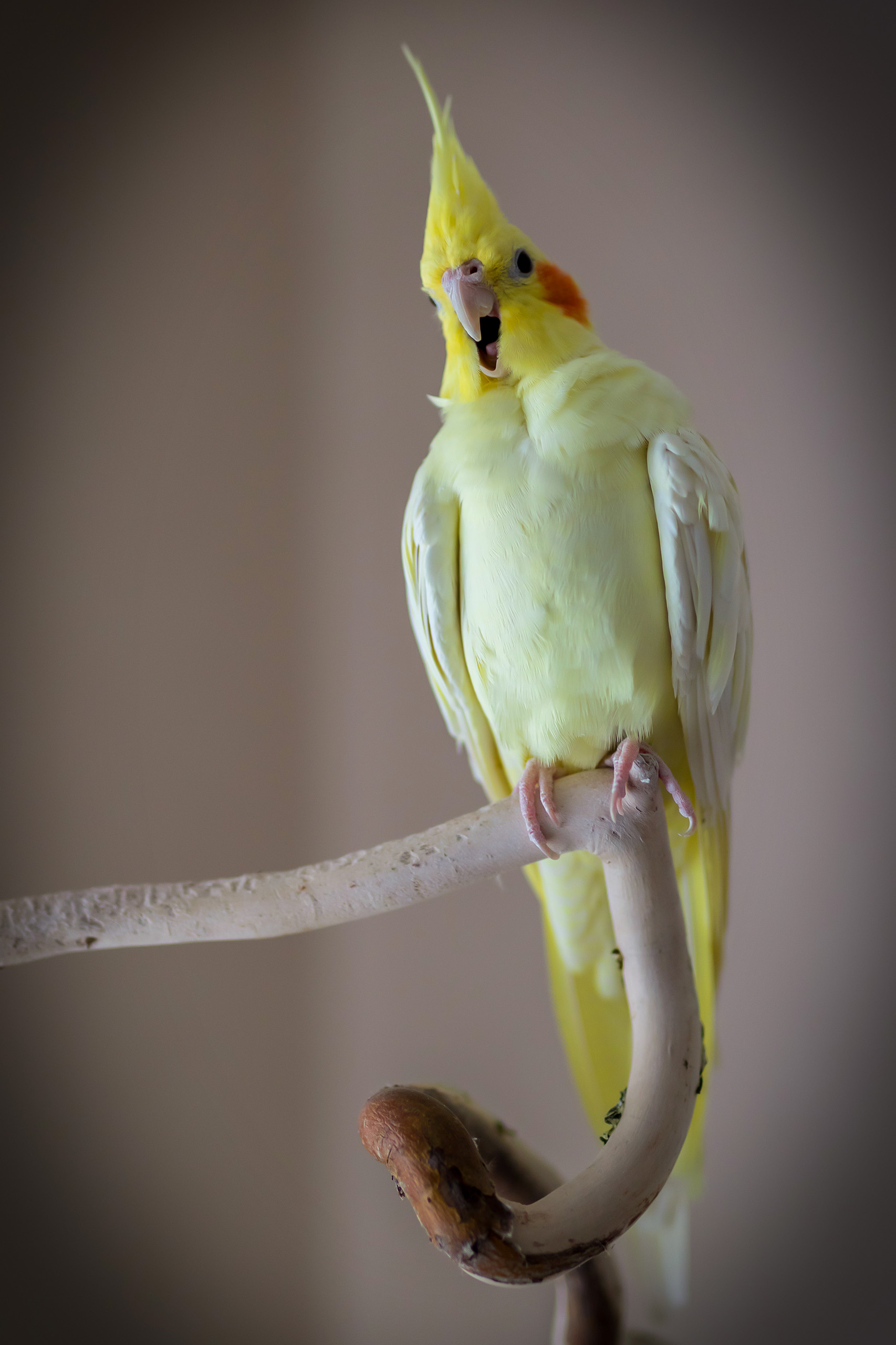 poddi fotografie