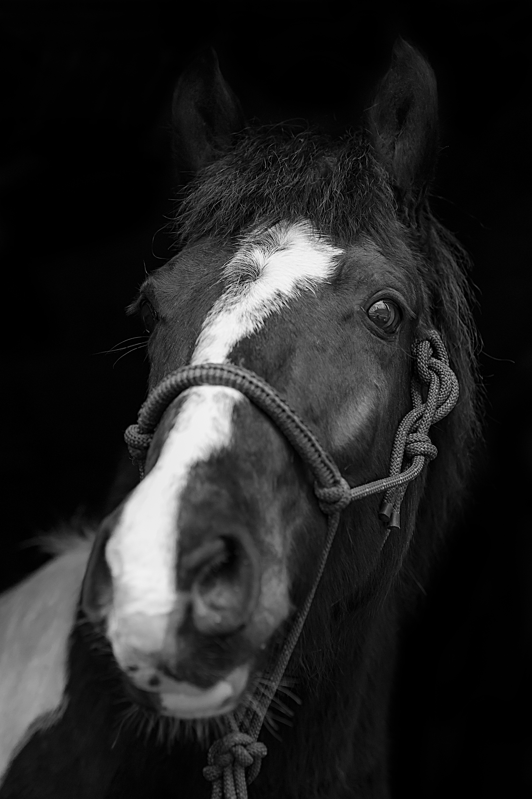 poddi fotografie