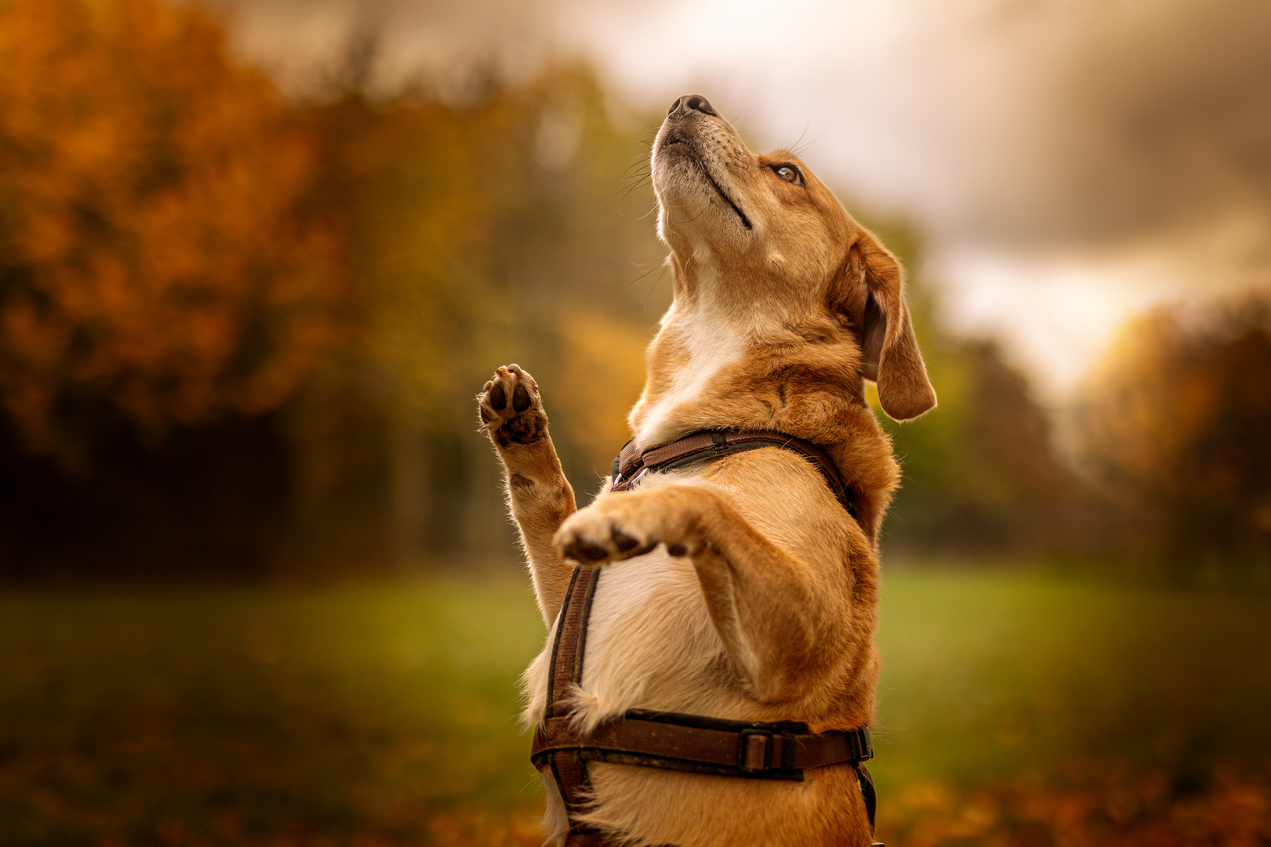 Haustiere Fotografie – Hund, Katze & Pferd